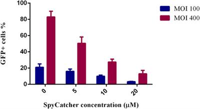 Fiber manipulation and post-assembly nanobody conjugation for adenoviral vector retargeting through SpyTag-SpyCatcher protein ligation